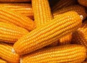 Kabar Baik Untuk Petani Harga Jagung Dan Gabah Akan Naik