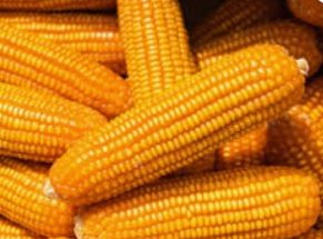 Kabar Baik Untuk Petani Harga Jagung Dan Gabah Akan Naik