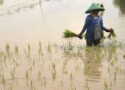 Akibat Banjir Petani Di Sulsel Gagal Panen