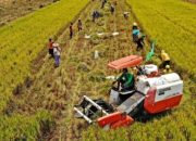Pertanian Modern Di Kalimantan Tengah Panen Padi Berlimpah