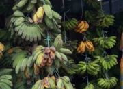 Ramadhan, Harga Pisang Naik Drastis