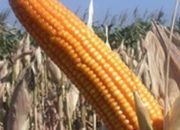 Petani Jagung di Lilirilau Soppeng Curhat Ke Pak Mentan