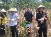 Pemuda Tani Soppeng Dukung Ketahanan Pangan Panen Raya Jagung Serentak Kuartal II