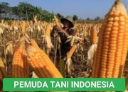 Pemuda Tani Soppeng Akan Dampingi Petani Untuk Serapan Jagung