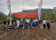 Ketua DPC PTI Luwu Ikut Penanaman Jagung Serentak