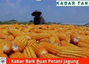 Pemuda Tani Soppeng Dukung Inpres HPP Jagung Meningkat